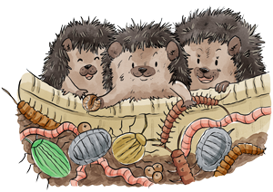 Bugs and Hedgehogs