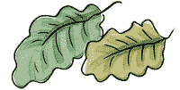 Two oak leaves