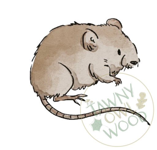 Bank Vole