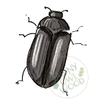Cobweb_Beetle-