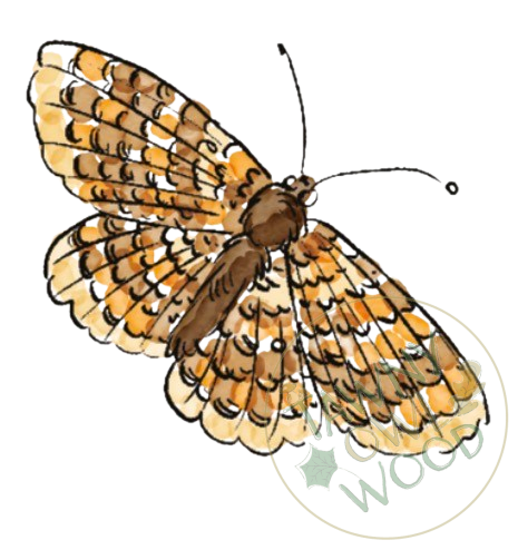 Heath_Fritillary