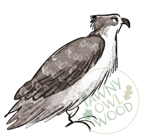 Osprey