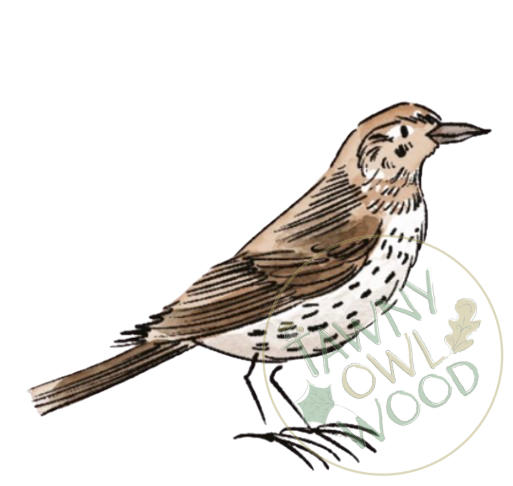 Song Thrush