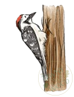 lesser_woodpeck-