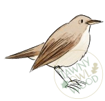 nightingale-